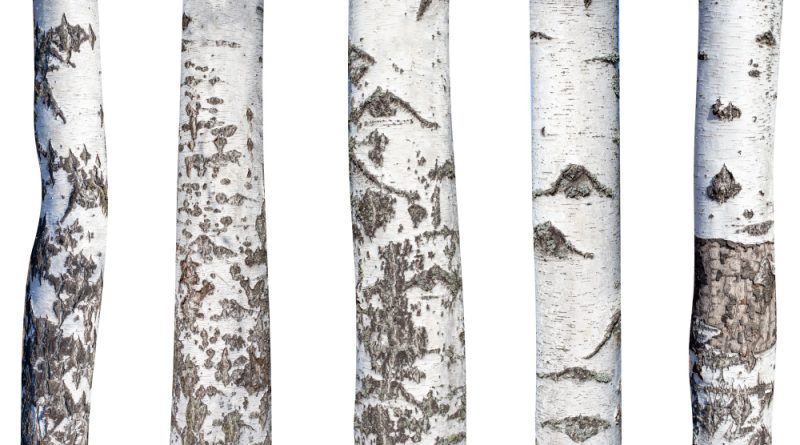 birch tree art