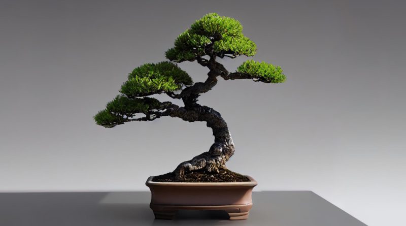 bonsai tree art